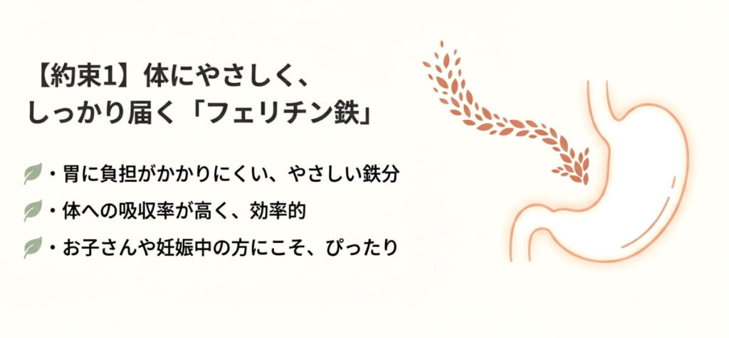 胃に負担がかかりにくく、体への吸収率が高いフェリチン鉄の特徴を胃のイラストで解説